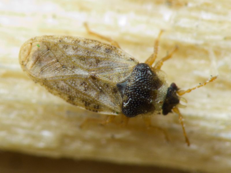 Piesma capitatum (Wolff, 1804)